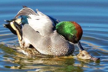 2022年12月25日(日) 境川遊水地公園の野鳥観察記録