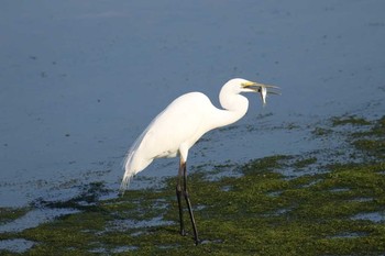 ダイサギ 石垣島 2018年3月27日(火)