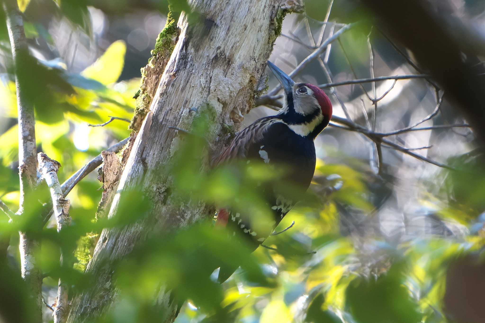 White-backed Woodpecker