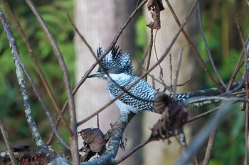 2023年1月3日(火) 出水市の野鳥観察記録