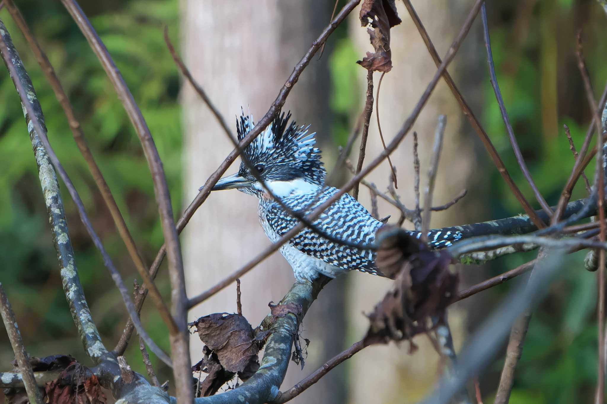 Crested Kingfisher