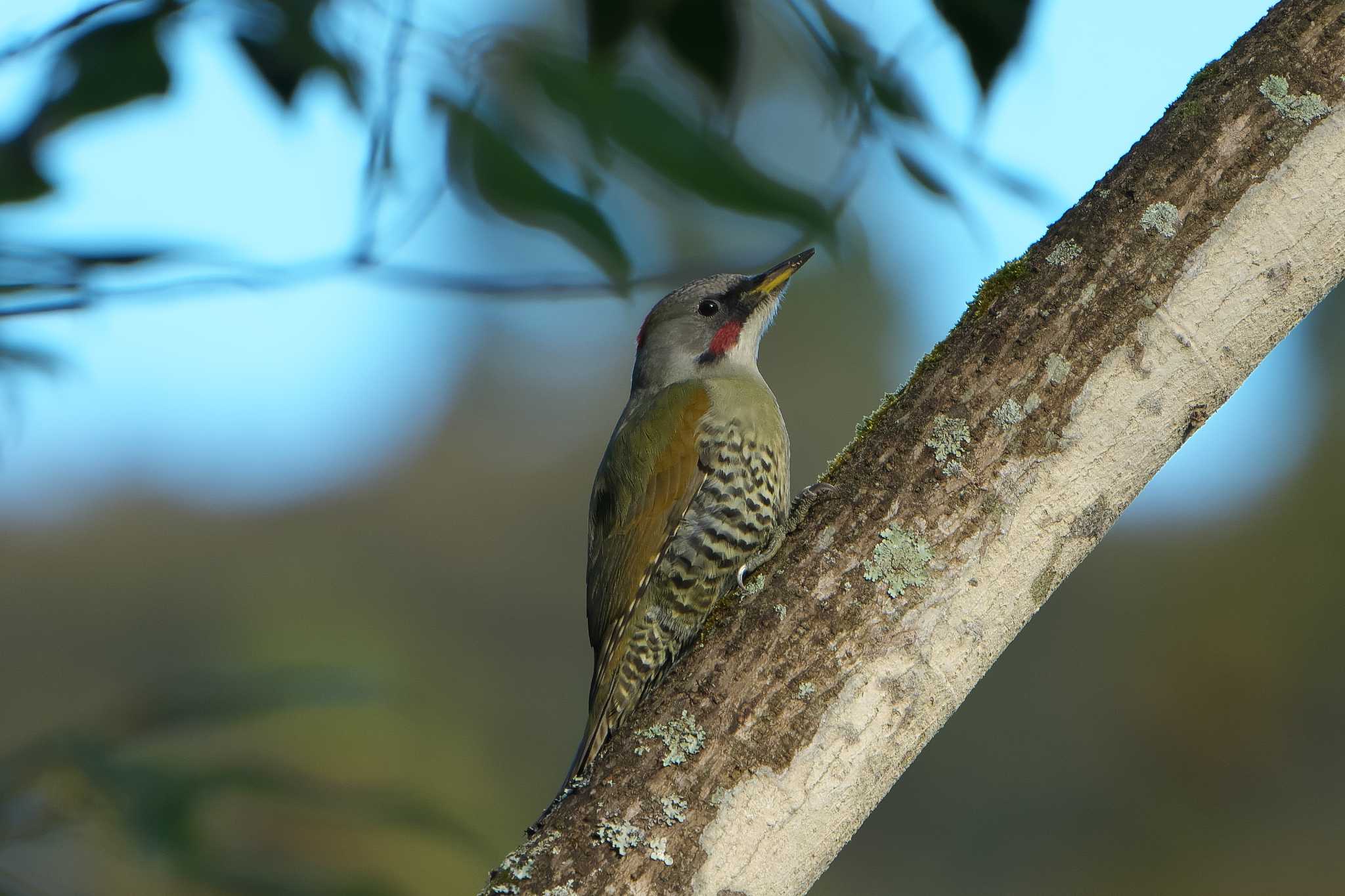 Japanese Green Woodpecker