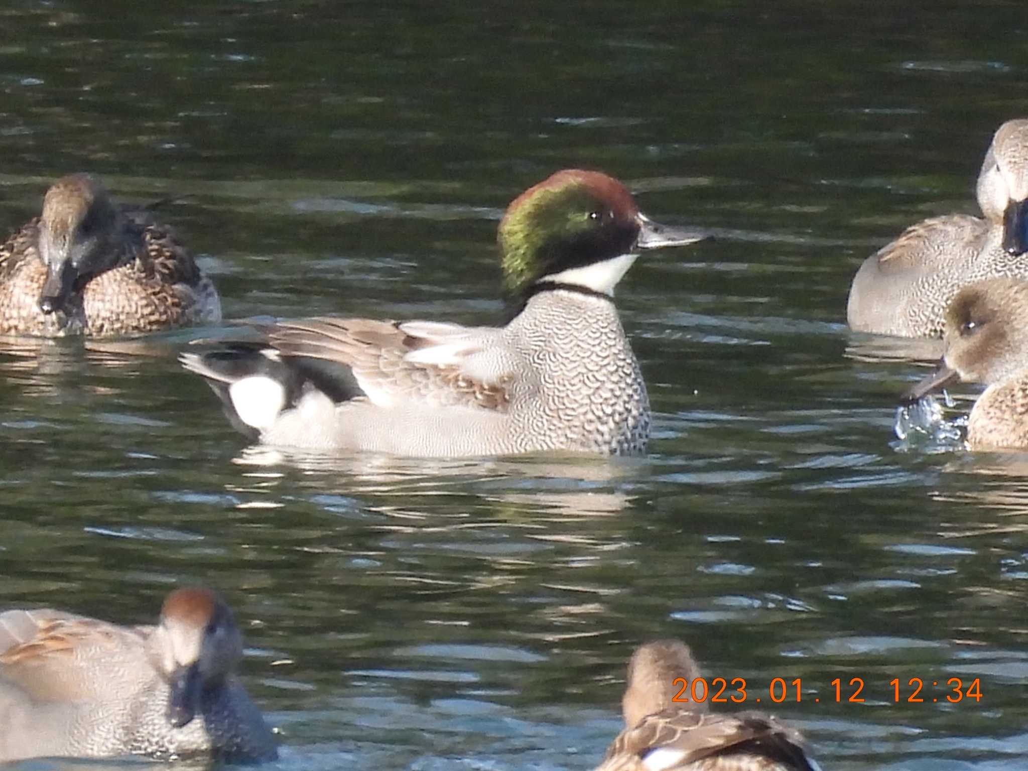 Photo of Falcated Duck at 宇賀溜 by 得正