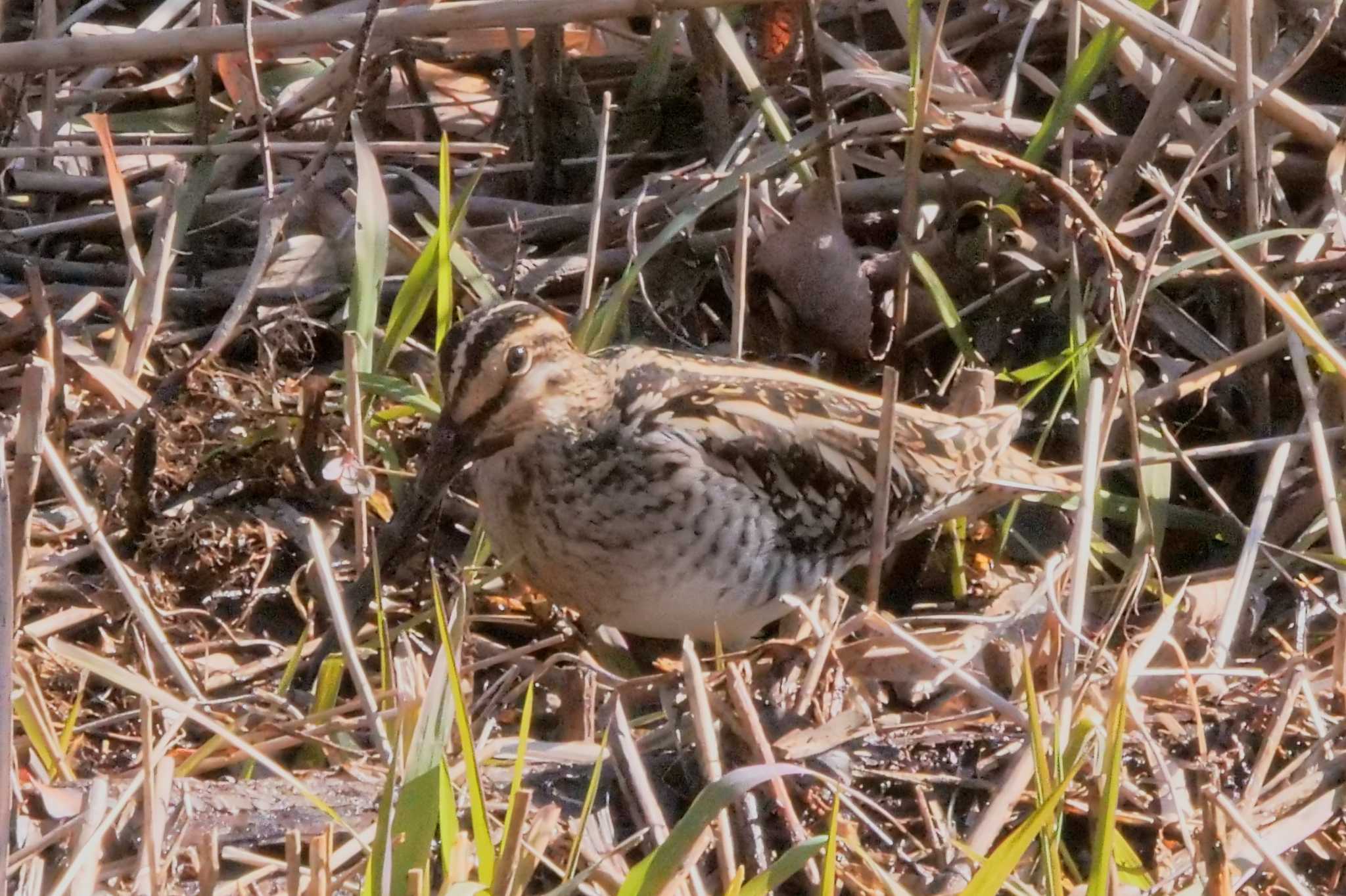 Common Snipe