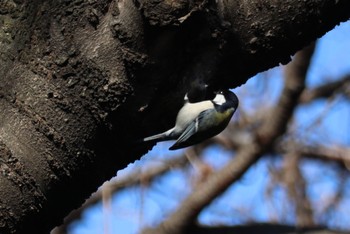 シジュウカラ 舞岡公園 2023年1月8日(日)