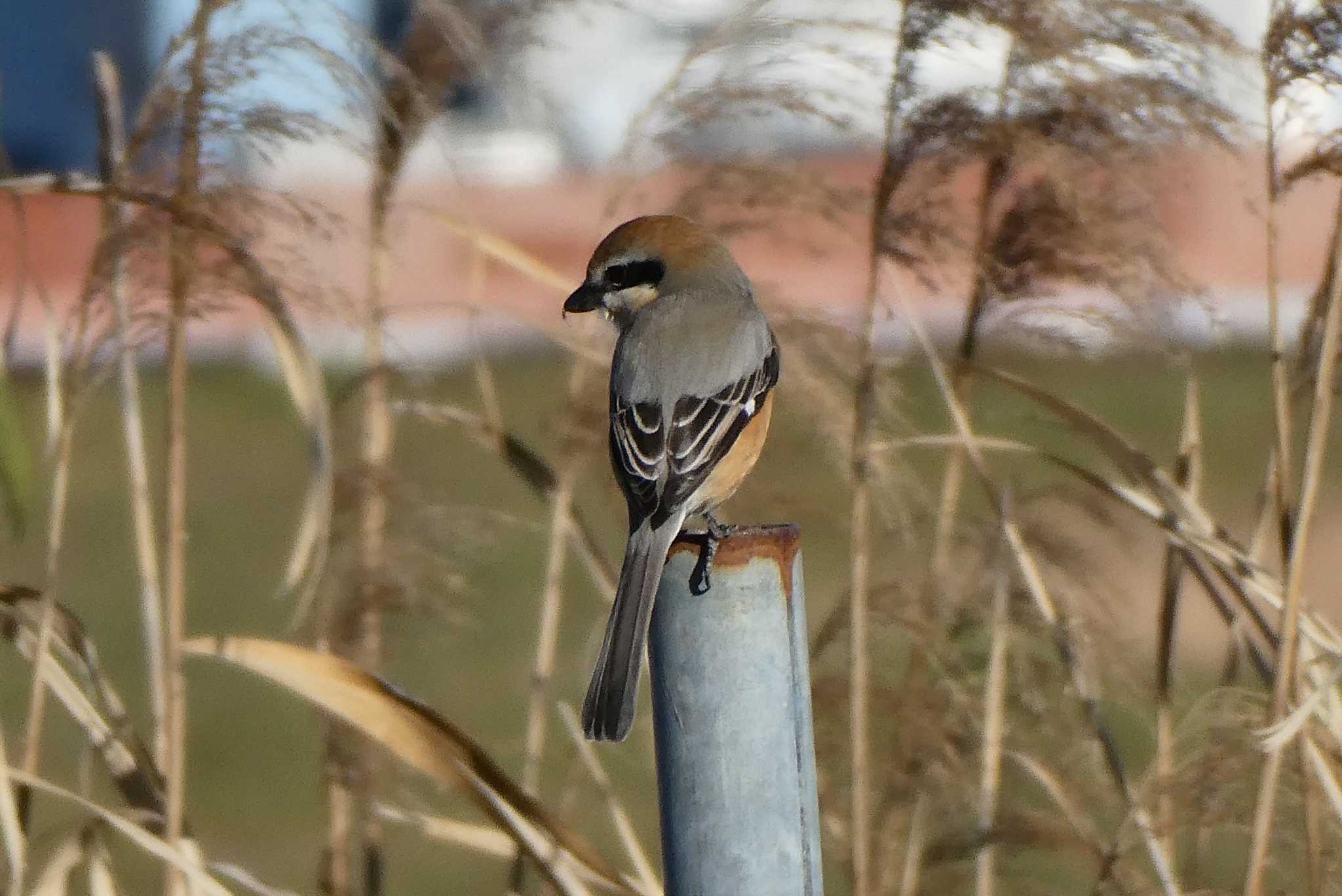 Bull-headed Shrike