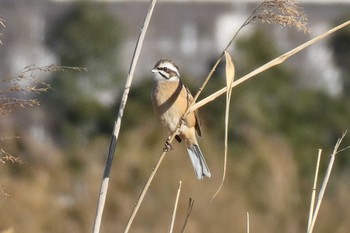 Meadow Bunting 北区 こどもの水辺 (東京都) Mon, 1/2/2023