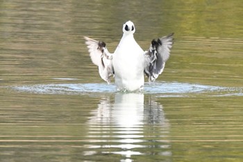 Smew 大阪府 Tue, 1/10/2023