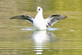 Smew 大阪府 Tue, 1/10/2023