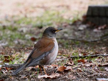 Pale Thrush Kinuta Park Sun, 1/30/2022