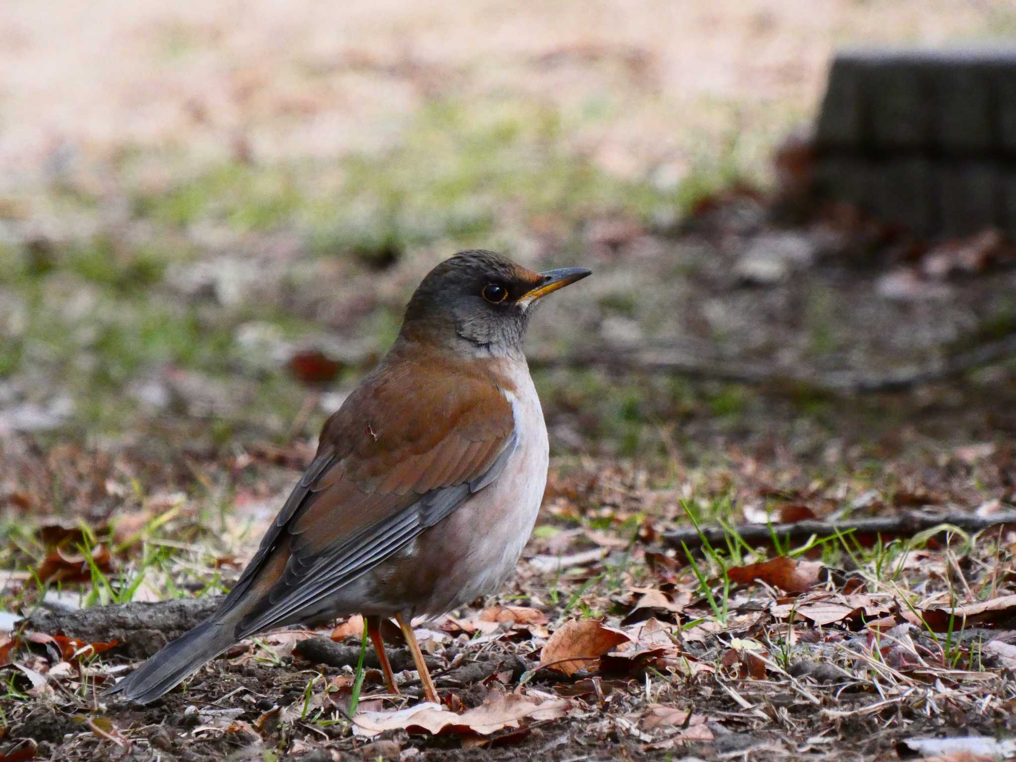 Photo of Pale Thrush at Kinuta Park by キビタキ好き