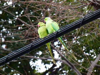 Indian Rose-necked Parakeet Kinuta Park Sun, 1/30/2022