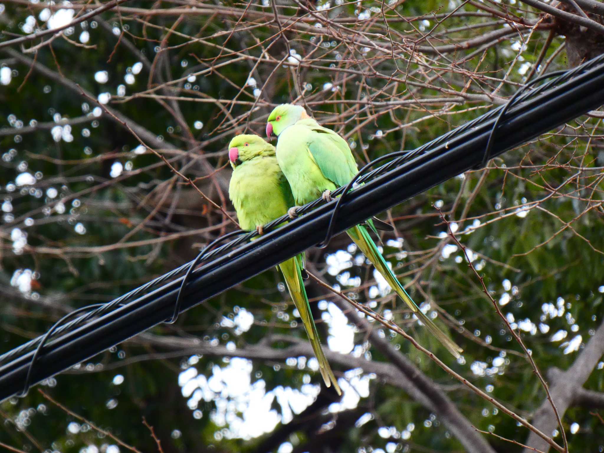 Photo of Indian Rose-necked Parakeet at Kinuta Park by キビタキ好き