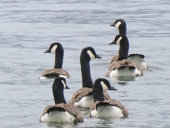 Canada Goose Te Anau, New Zealand Thu, 12/29/2022