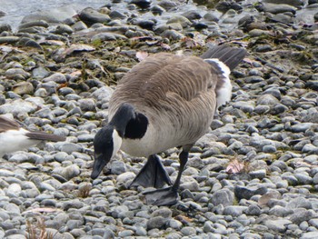 カナダガン Te Anau, New Zealand 2022年12月29日(木)