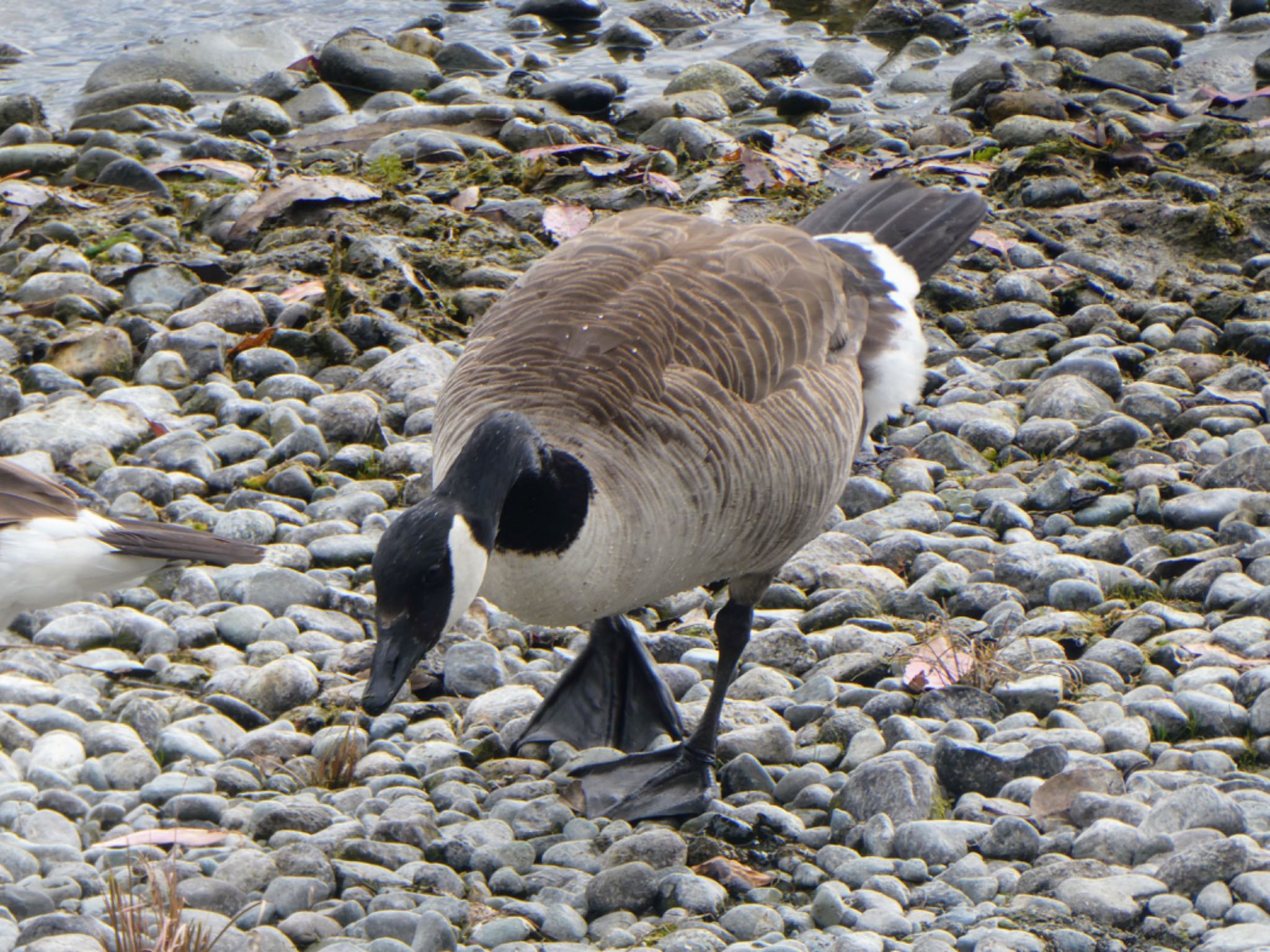 Photo of Canada Goose at Te Anau, New Zealand by Maki