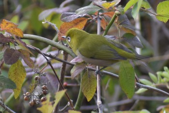 Warbling White-eye 自宅 Thu, 1/12/2023