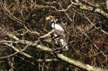 2023年1月8日(日) 滋賀県の野鳥観察記録