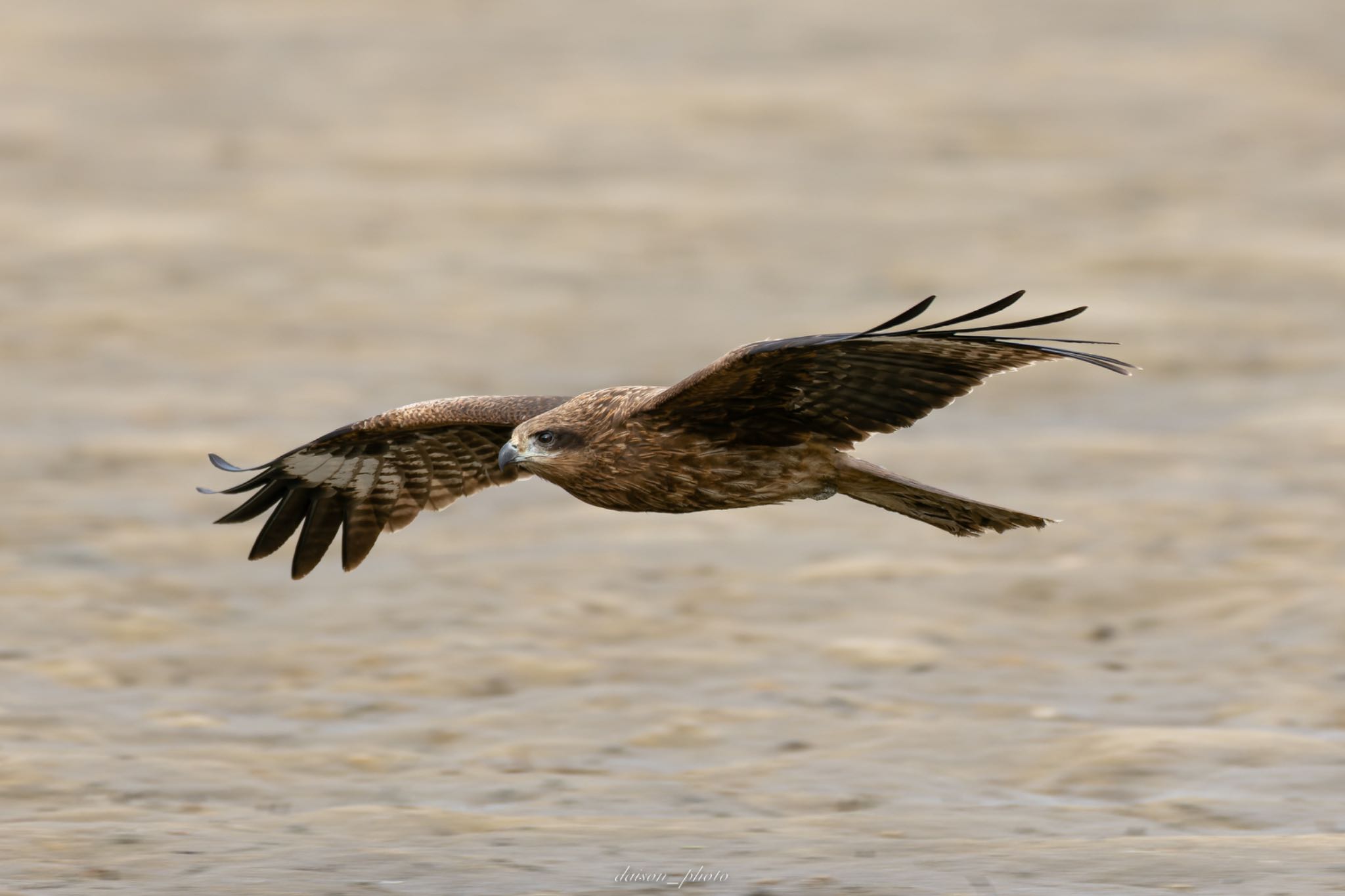 Photo of Black Kite at 阿蘇海(京都府) by Daison