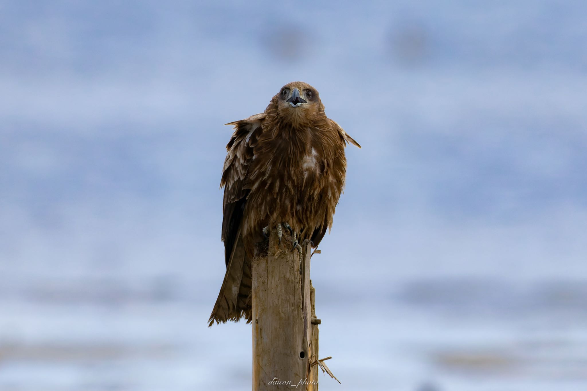 Black Kite