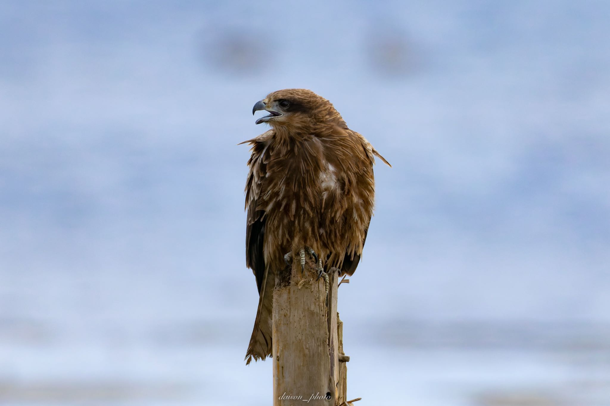 Black Kite