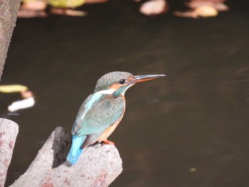 カワセミ 行徳野鳥保護区 2022年11月13日(日)