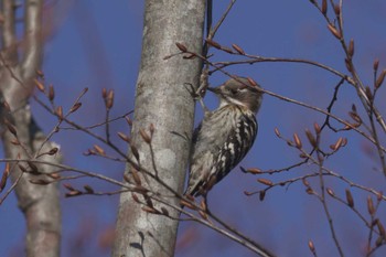 Japanese Pygmy Woodpecker 厚木七沢森林公園 Mon, 1/9/2023