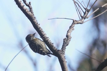 Japanese Pygmy Woodpecker Unknown Spots Sun, 1/8/2023