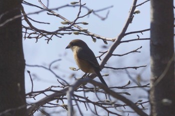 モズ 荻野川 2023年1月9日(月)