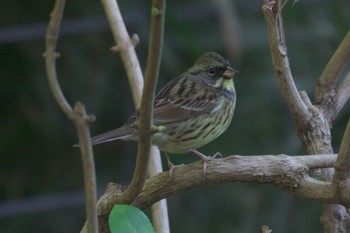 Masked Bunting 鋸山 Wed, 1/4/2023