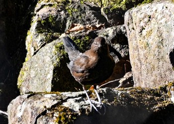 Brown Dipper 妙義湖 Thu, 1/12/2023