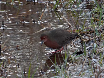 2023年1月12日(木) 舞岡公園の野鳥観察記録