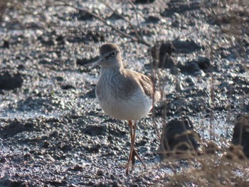 Common Redshank Daijugarami Higashiyoka Coast Fri, 12/30/2022