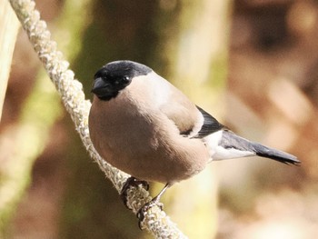 2023年1月12日(木) 筑波山の野鳥観察記録