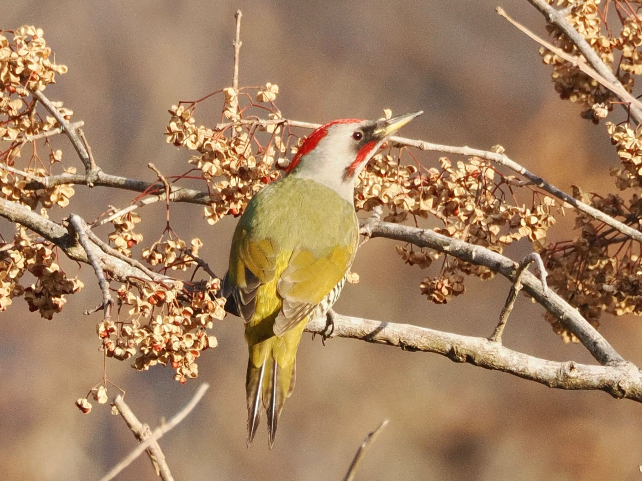 Photo of Japanese Green Woodpecker at Mt. Tsukuba by スキーヤー