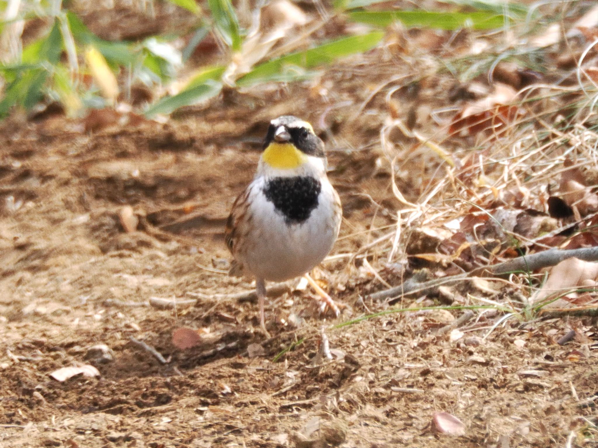 Photo of Yellow-throated Bunting at Mt. Tsukuba by スキーヤー