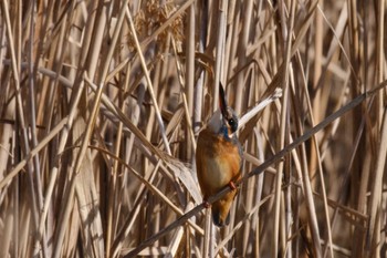 2023年1月12日(木) 市川北方の野鳥観察記録