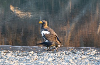 Steller's Sea Eagle 静内川 Sun, 1/8/2023