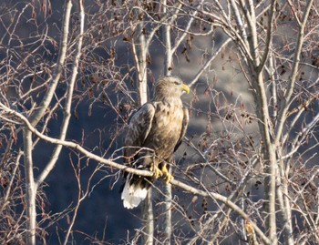 White-tailed Eagle 静内川 Sun, 1/8/2023