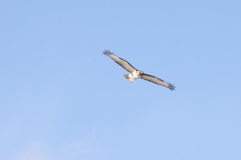 Eastern Buzzard 長野県大町市常盤 Sat, 1/7/2023