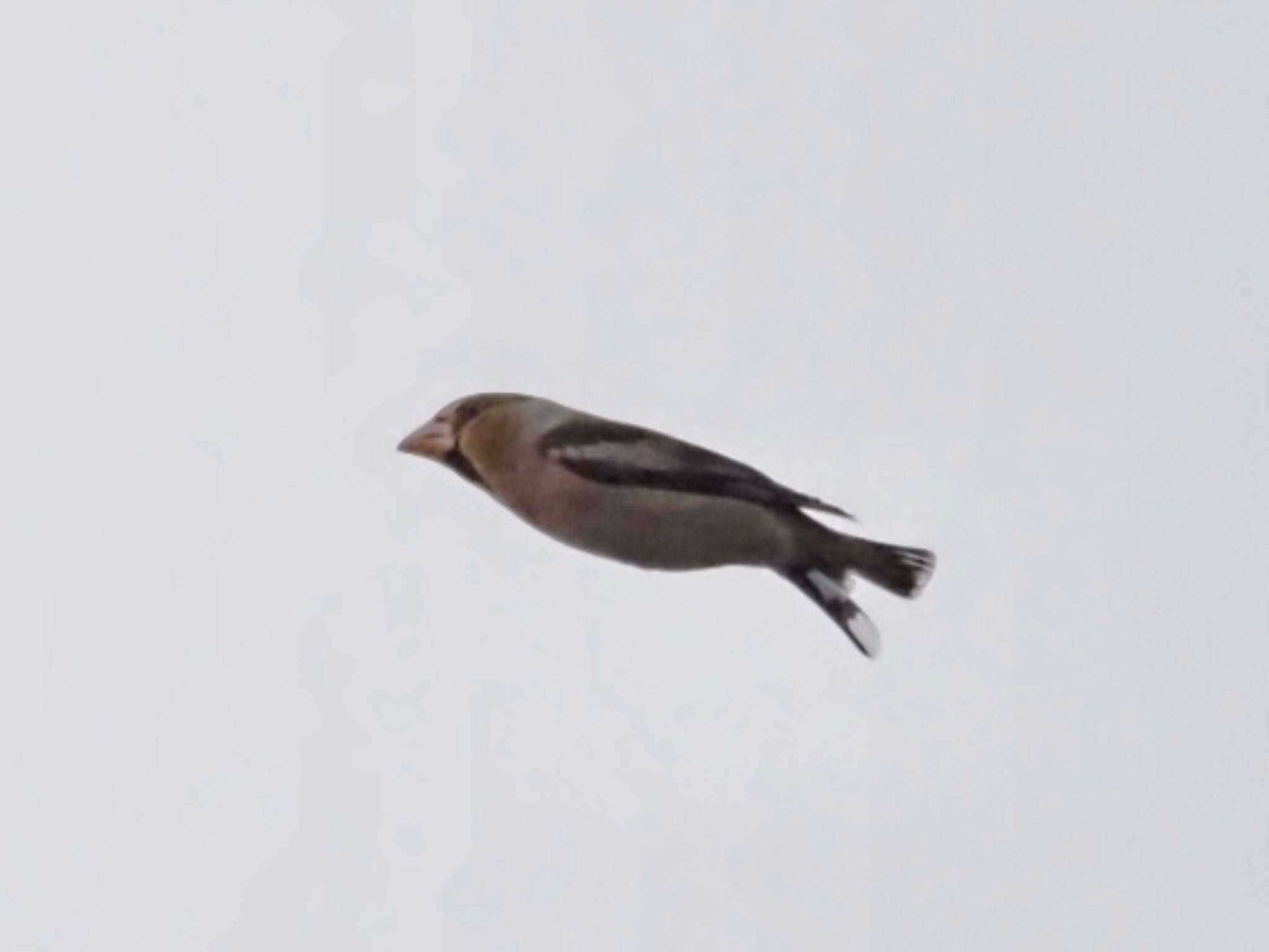 Photo of Hawfinch at 大潟水と森公園 by めー