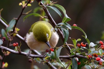 Warbling White-eye 岩藤新池 Mon, 1/2/2023