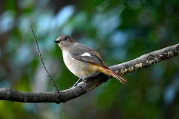 Daurian Redstart 上野台公園（東海市） Thu, 1/12/2023