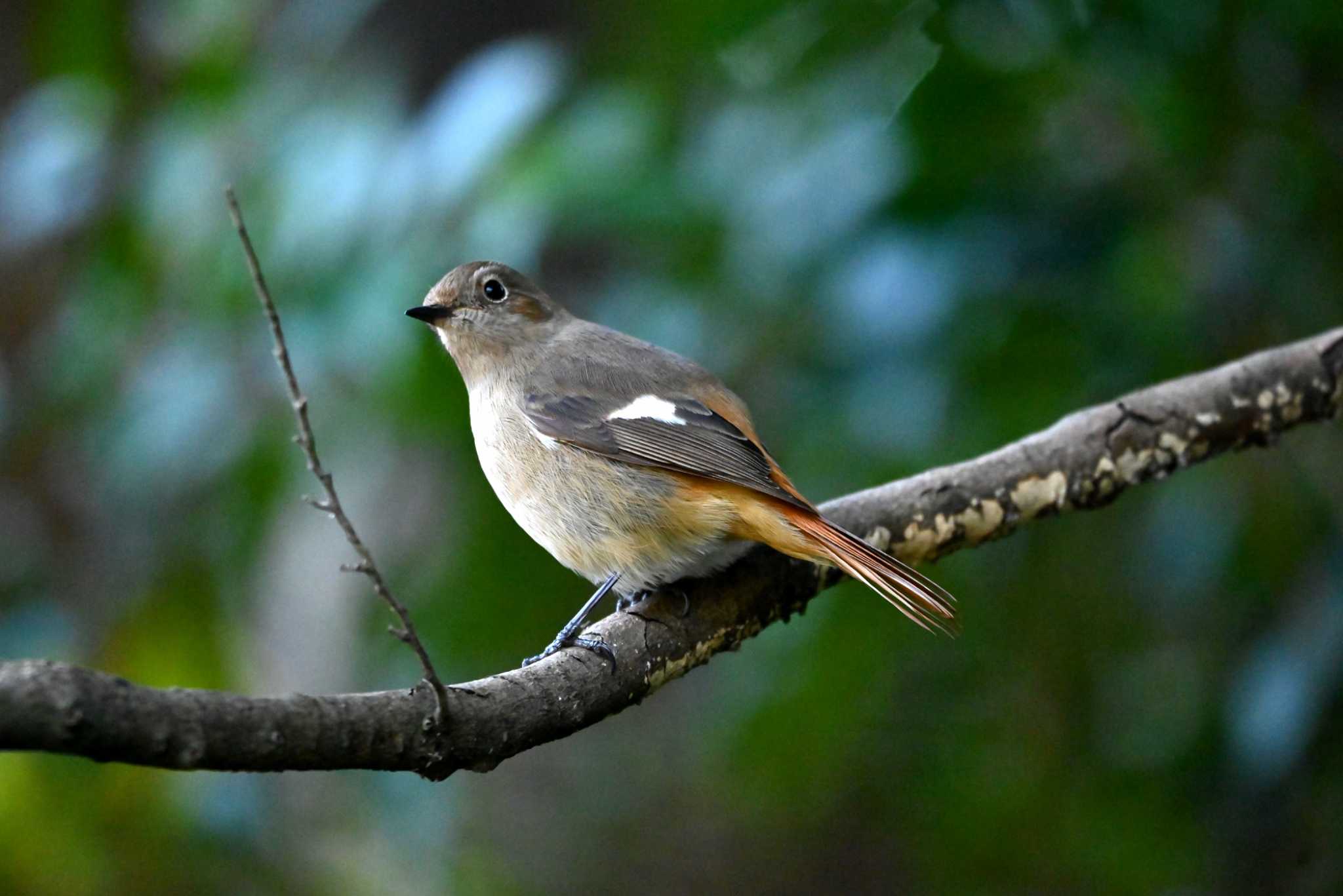 Photo of Daurian Redstart at 上野台公園（東海市） by ポッちゃんのパパ