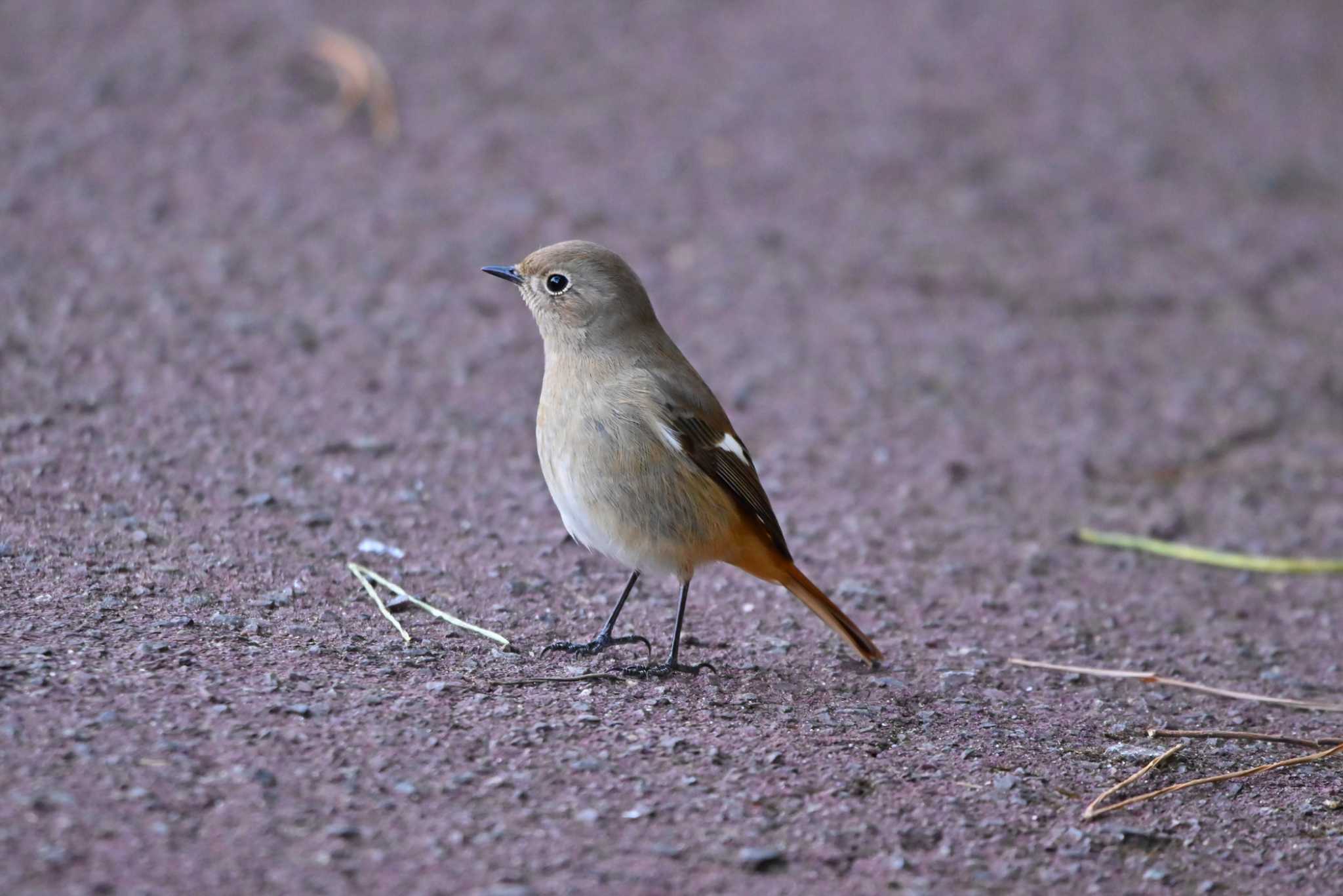 Photo of Daurian Redstart at 上野台公園（東海市） by ポッちゃんのパパ