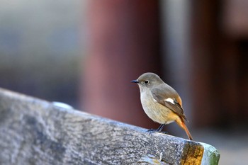 Daurian Redstart 上野台公園（東海市） Thu, 1/12/2023