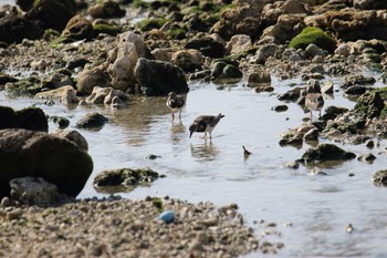 キョウジョシギ 場所が不明 2018年3月27日(火)