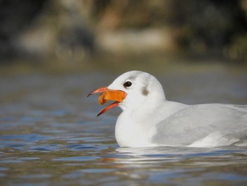 2023年1月12日(木) 大阪鶴見緑地の野鳥観察記録