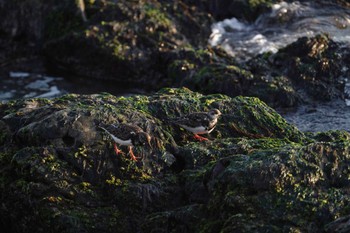 キョウジョシギ 場所が不明 2023年1月12日(木)