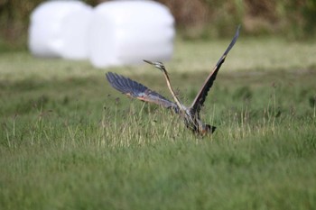 Purple Heron Unknown Spots Tue, 3/27/2018